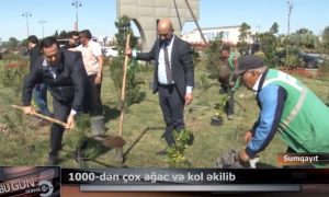 Sumqayıtda növbəti kütləvi ağacəkmə aksiyası keçirilib -VİDEO