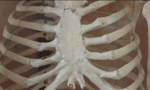 Azərbaycanda maraqlı iş təklifi: Meyitdən skelet hazırlayan adamlar axtarılır (VİDEO)