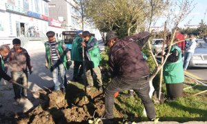 Sumqayıtda insanların səhhətinə mənfi təsir göstərən ağaclar köçürülür – VİDEO (YENİLƏNİB)