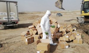 Çindən gətirilən 1.5 ton kivi qurusu Sumqayıtda məhv edildi