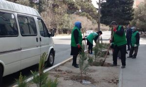 Sumqayıtda aşmış ağacların yerinə yeniləri əkilib (FOTO)