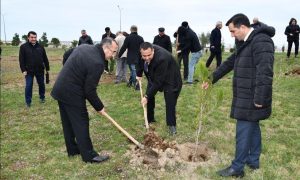 YAP Sumqayıt şəhər təşkilatı ağacəkmə aksiyası keçirib