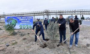 Sumqayıtda noyabrın əvvəlinədək 300 min ağac əkiləcək