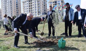 Sumqayıtda “Konstitusiya və Suverenlik İli” çərçivəsində ağacəkmə aksiyası keçirilib