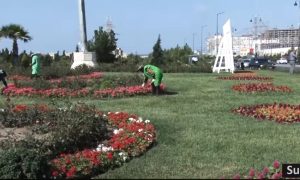 Sumqayıtın küçə və prospektlərində yaşıllaşdırma işləri geniş vüsət alıb