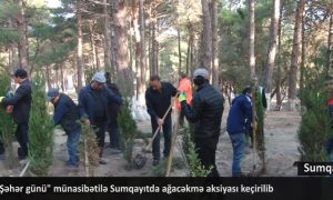 Şəhər günü münasibətilə Sumqayıtda ağacəkmə aksiyası keçirilib