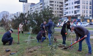 Sumqayıtda Zəfər Gününün 5 illiyi münasibətilə ağacəkmə kampaniyası keçirilib