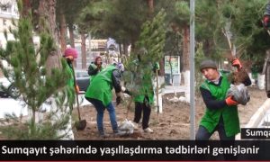 Sumqayıt şəhərində yaşıllaşdırma tədbirləri davam edir