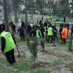 Sumqayıtda genişmiqyaslı ağacəkmə aksiyası keçirilib