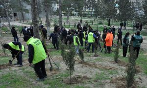 Sumqayıtda genişmiqyaslı ağacəkmə aksiyası keçirilib