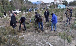 Hacı Zeynalabdin qəsəbəsində ağacəkmə aksiyası keçirilib