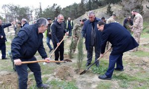 Sumqayıt şəhərində növbəti ağacəkmə aksiyası təşkil olunub