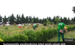 Sumqayıtda yaşıllaşdırma işləri geniş vüsət alıb – VİDEO
