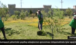 Sumqayıt şəhərində yaşıllıq zolaqlarının qorunması istiqamətində işlər davam edir